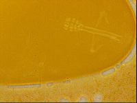 Haplomacrobiotus hermosillensis image