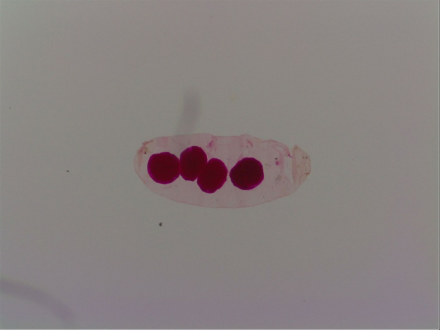 Haplomacrobiotus image