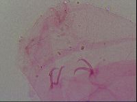 Haplomacrobiotus hermosillensis image
