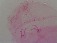 Haplomacrobiotus hermosillensis image