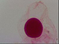 Haplomacrobiotus hermosillensis image