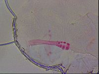 Haplomacrobiotus hermosillensis image