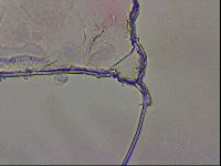Haplomacrobiotus hermosillensis image