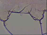 Haplomacrobiotus hermosillensis image