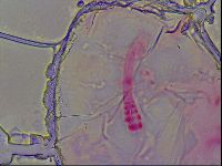 Haplomacrobiotus hermosillensis image