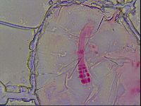 Haplomacrobiotus hermosillensis image
