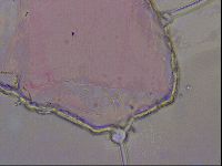 Haplomacrobiotus hermosillensis image