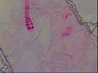 Haplomacrobiotus hermosillensis image
