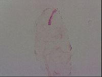 Haplomacrobiotus hermosillensis image