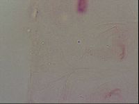 Haplomacrobiotus hermosillensis image