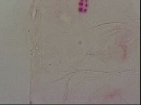 Haplomacrobiotus hermosillensis image