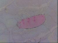 Haplomacrobiotus hermosillensis image