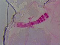 Haplomacrobiotus hermosillensis image