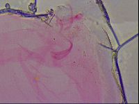 Haplomacrobiotus hermosillensis image