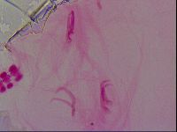 Haplomacrobiotus hermosillensis image