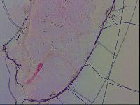 Haplomacrobiotus hermosillensis image