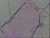 Haplomacrobiotus hermosillensis image