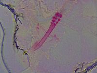 Haplomacrobiotus hermosillensis image