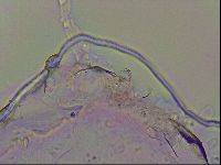 Haplomacrobiotus hermosillensis image