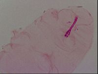Haplomacrobiotus hermosillensis image