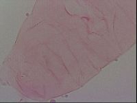 Haplomacrobiotus hermosillensis image