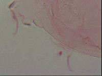 Haplomacrobiotus hermosillensis image