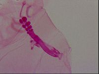 Haplomacrobiotus hermosillensis image