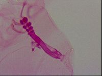Haplomacrobiotus hermosillensis image