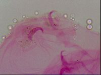Haplomacrobiotus hermosillensis image
