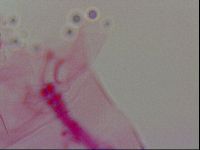 Haplomacrobiotus hermosillensis image