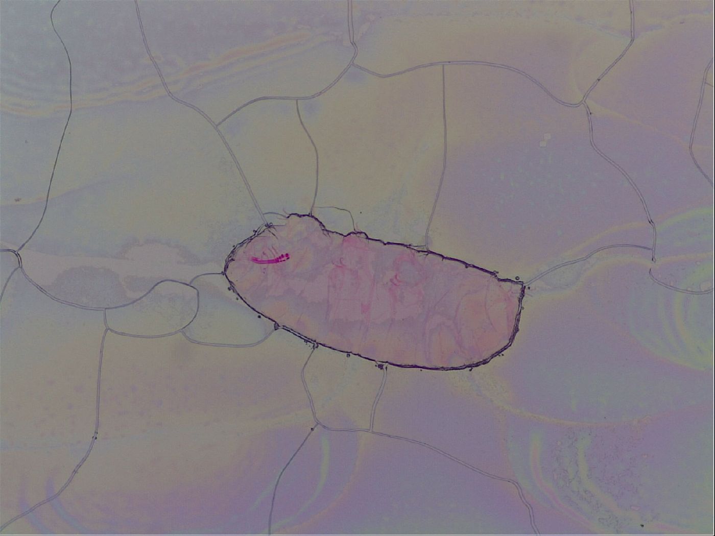 Haplomacrobiotus hermosillensis image