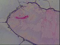Haplomacrobiotus hermosillensis image