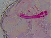 Haplomacrobiotus hermosillensis image