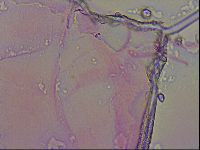 Haplomacrobiotus hermosillensis image