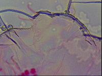 Haplomacrobiotus hermosillensis image