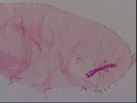 Haplomacrobiotus hermosillensis image