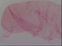 Haplomacrobiotus hermosillensis image