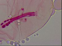 Haplomacrobiotus hermosillensis image