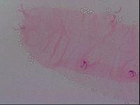 Haplomacrobiotus hermosillensis image