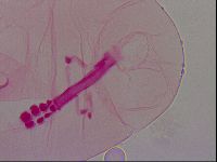 Haplomacrobiotus hermosillensis image
