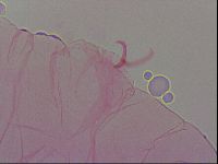 Haplomacrobiotus hermosillensis image