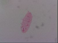 Haplomacrobiotus hermosillensis image
