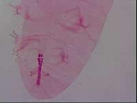 Haplomacrobiotus hermosillensis image