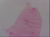 Haplomacrobiotus hermosillensis image