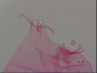 Haplomacrobiotus hermosillensis image