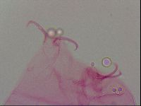 Haplomacrobiotus hermosillensis image