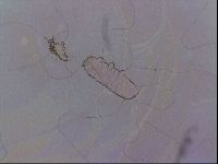 Haplomacrobiotus hermosillensis image