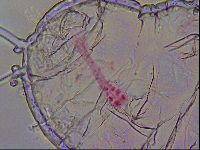 Haplomacrobiotus hermosillensis image