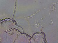 Haplomacrobiotus hermosillensis image