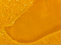 Haplomacrobiotus hermosillensis image